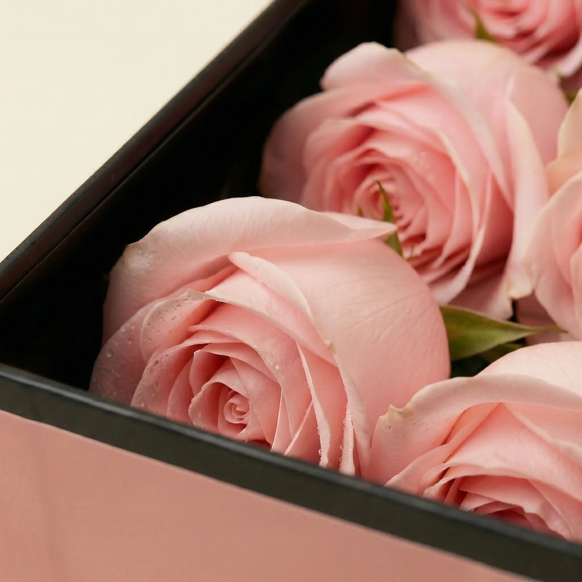 Zoom In rosas Flute Cor de Rosa em caixa